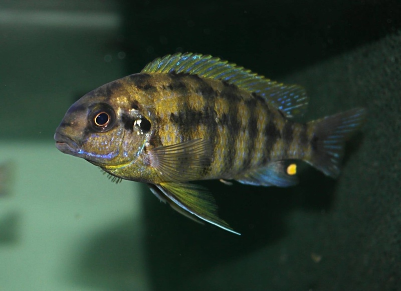 Tropheops sp. 'rust' Kawanga Rocks